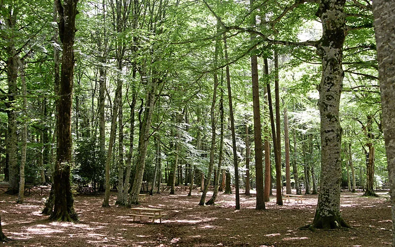Escursioni a Peschici: La Foresta Umbra